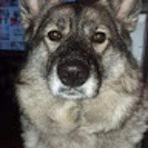 Meet your Posher, Chuck